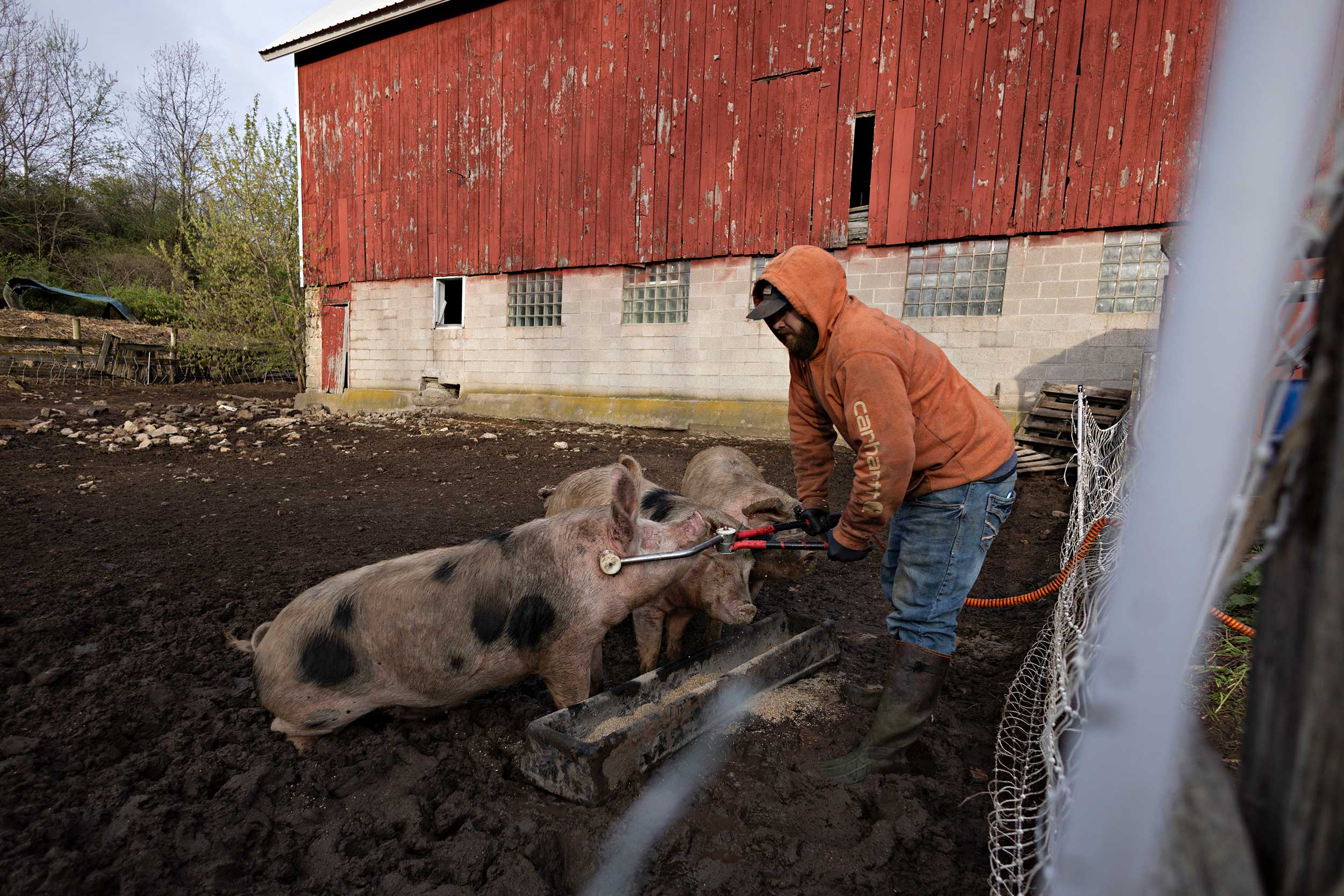 Wisconsin-PIG_FARM_stunner