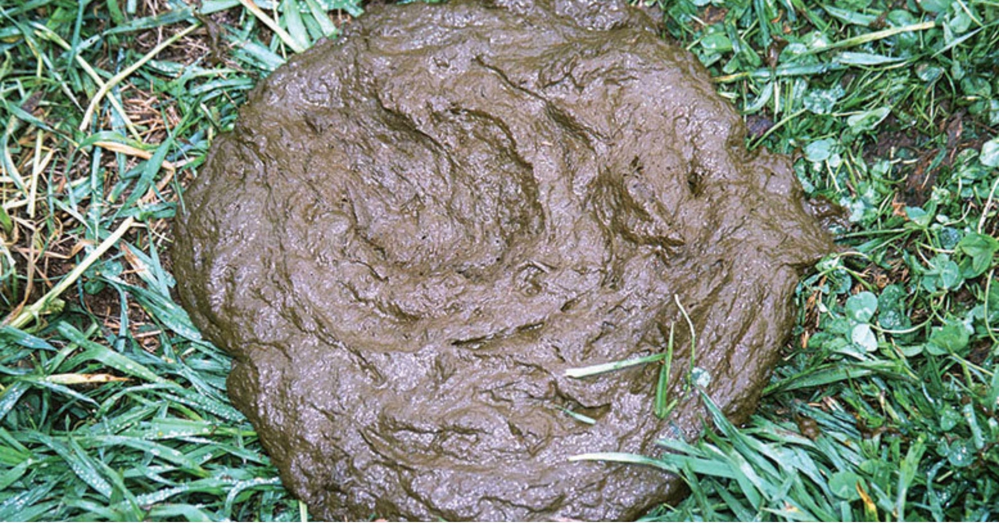 Purina Manure