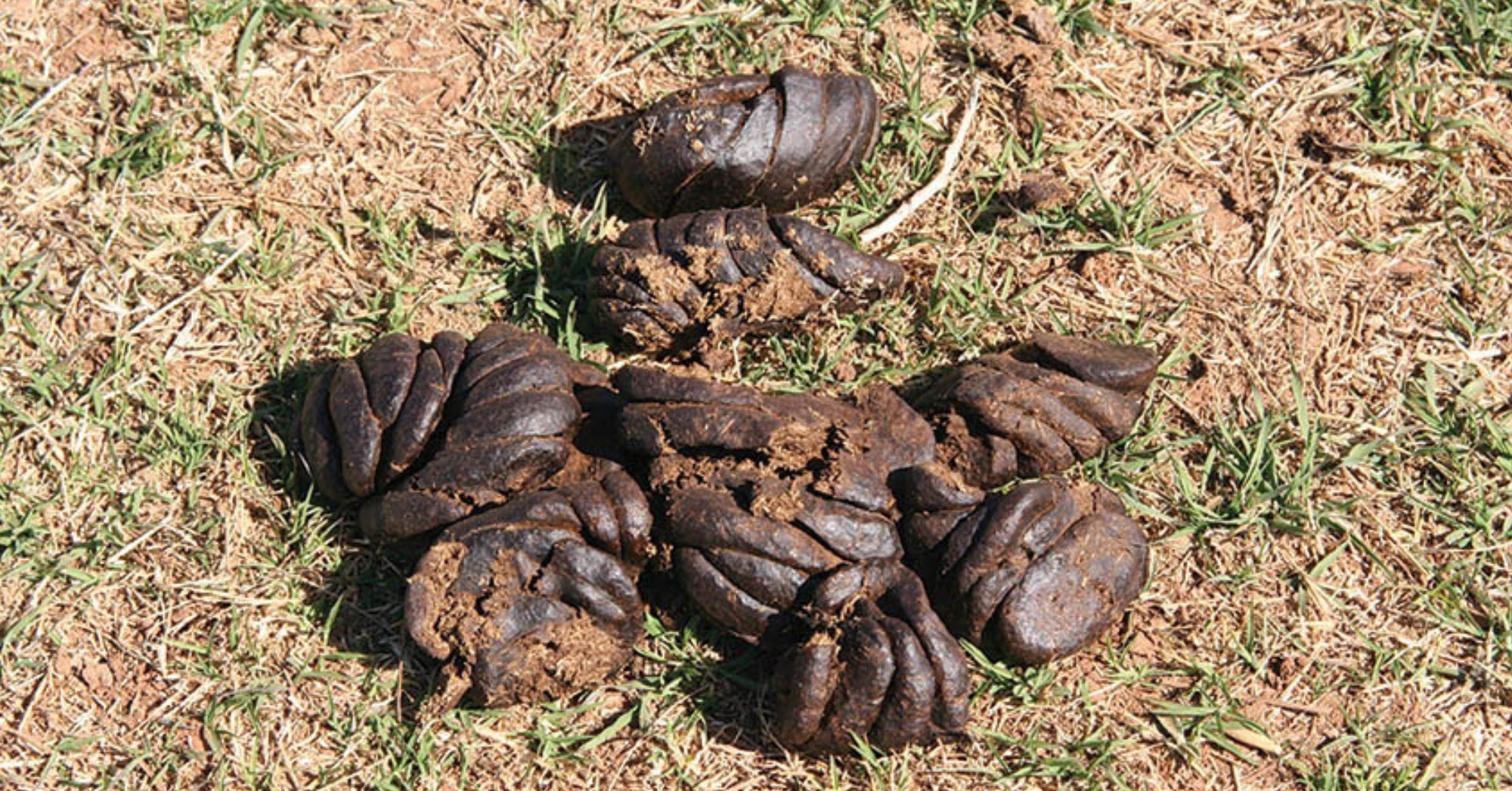 Purina Manure