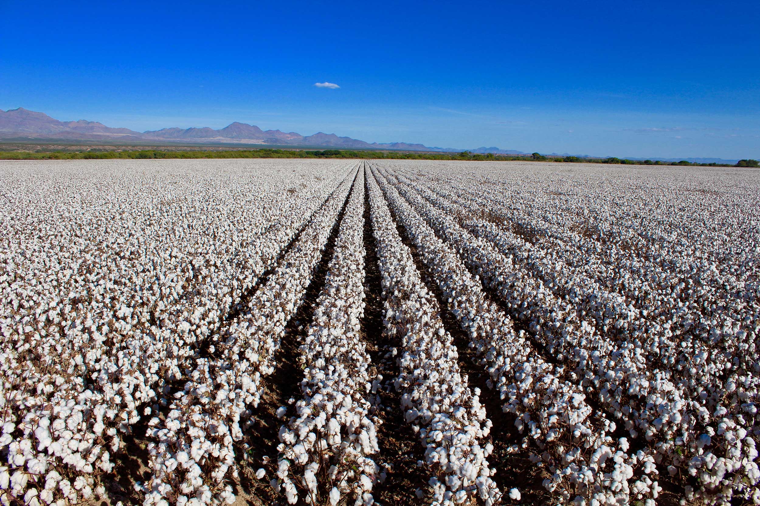 cotton-field-arizona-rows