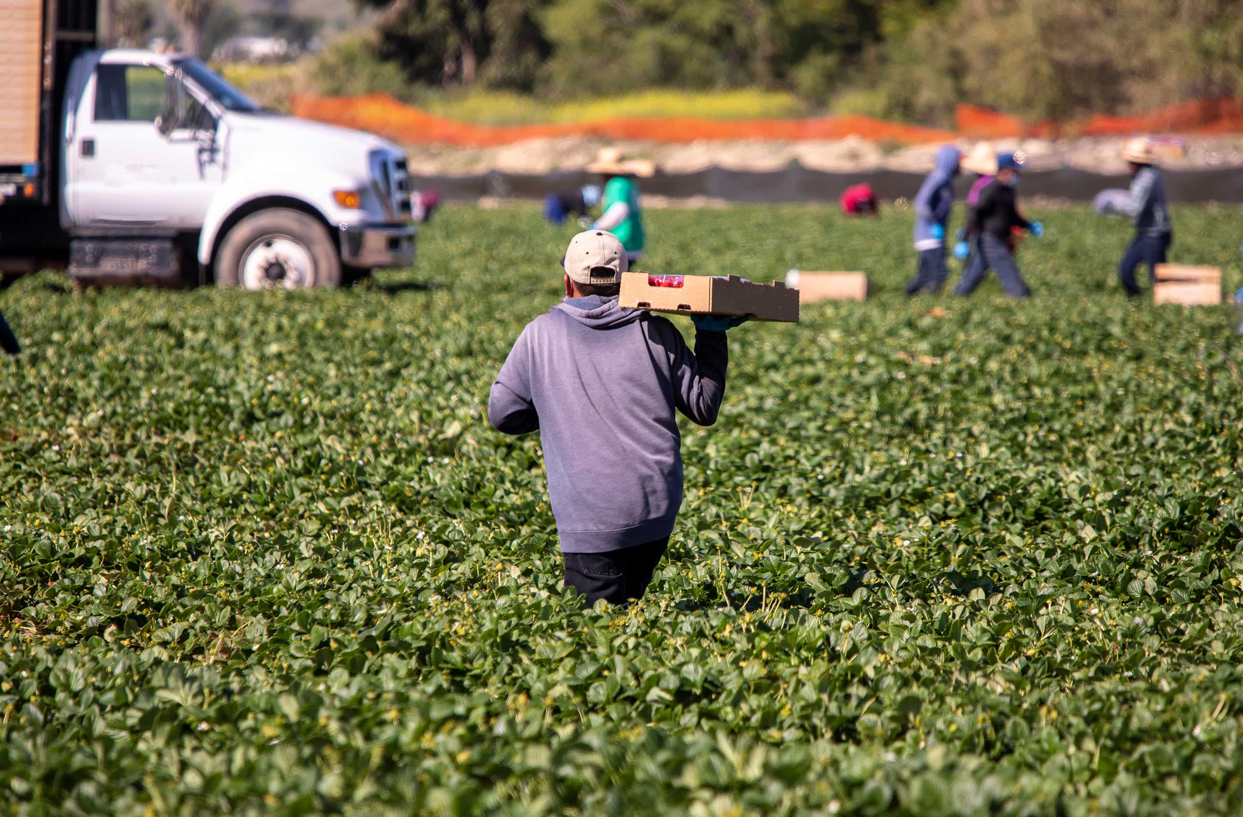 immigrant-farmer-strawberries