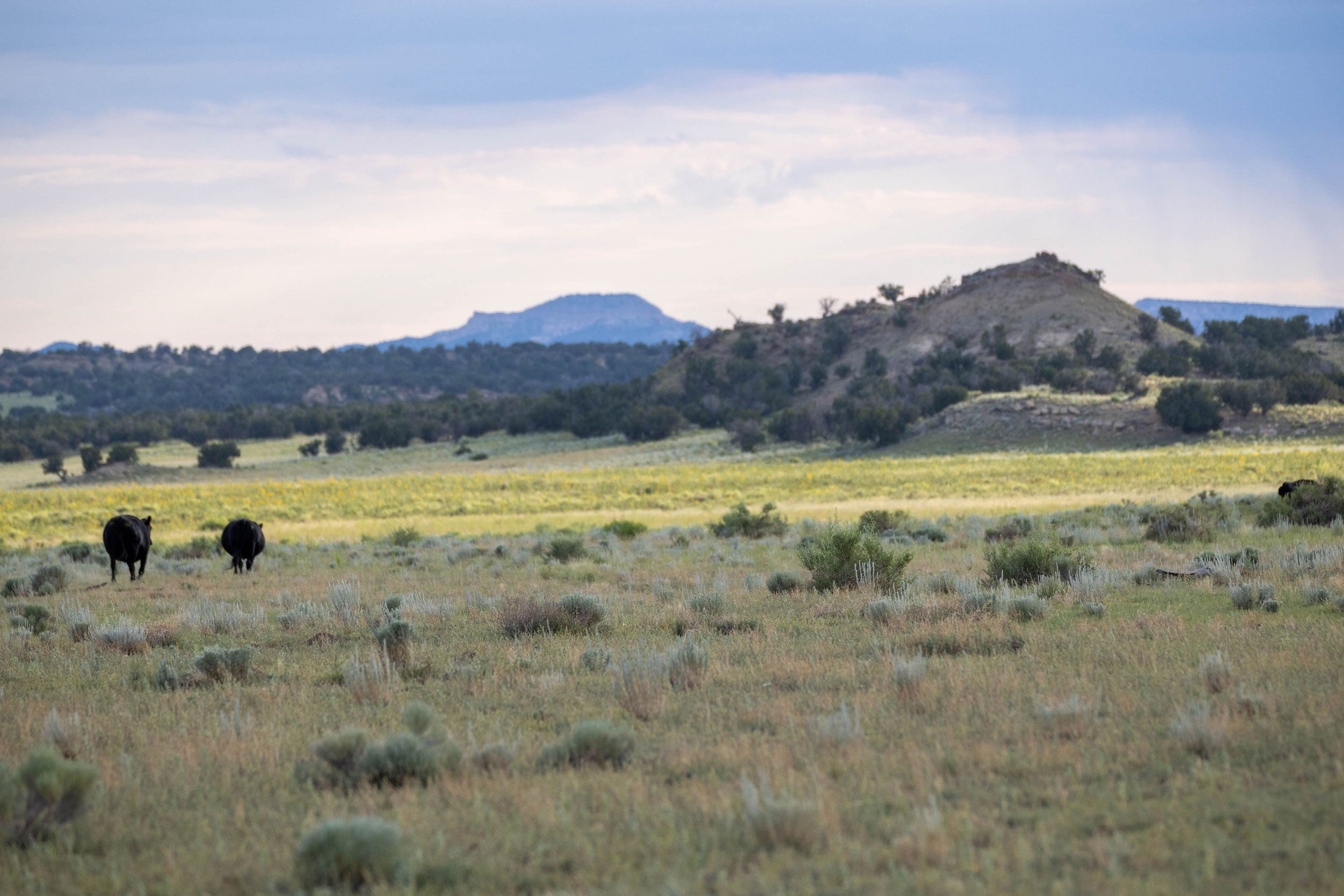 Great_Western_Ranch_New_Mexico_Cattle