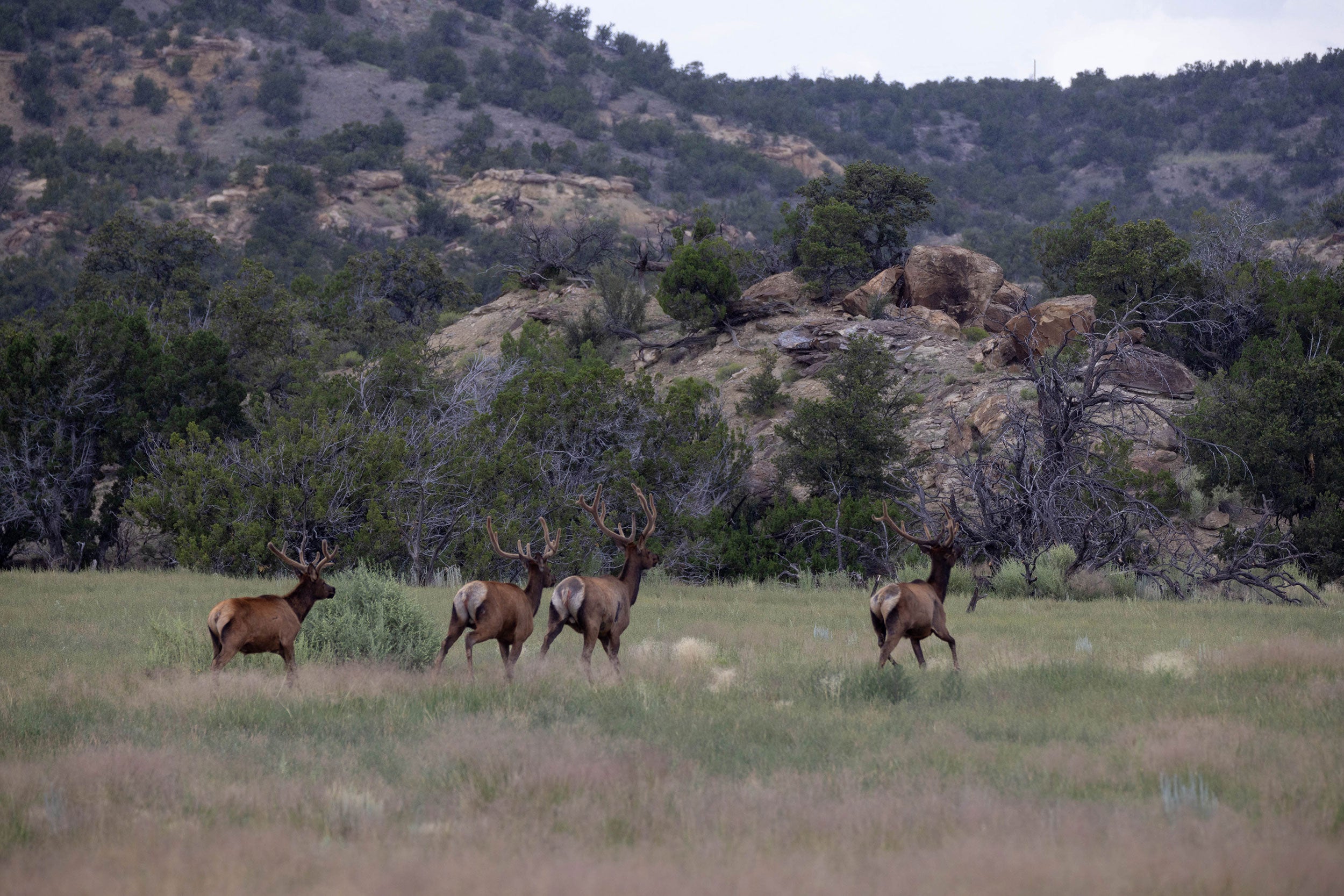 Great_Western_Ranch_New_Mexico_Herd