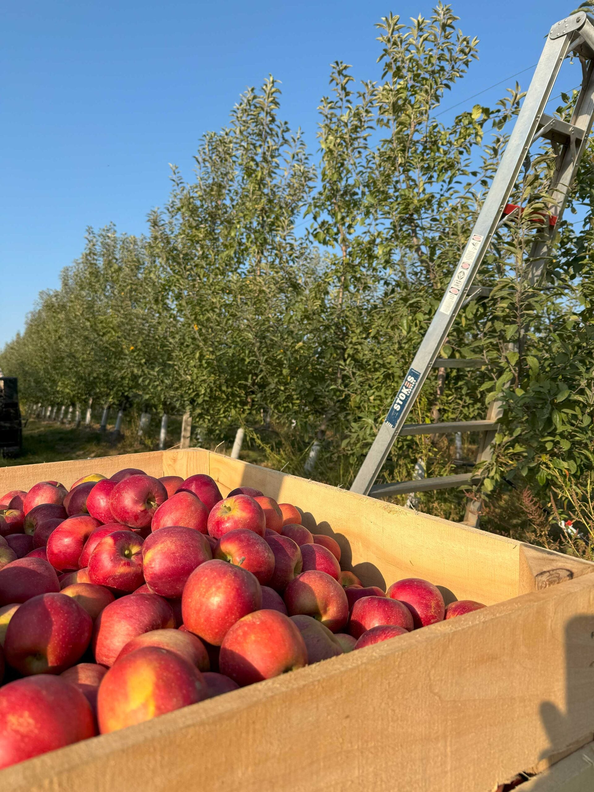 appleharvesr-BRO-2