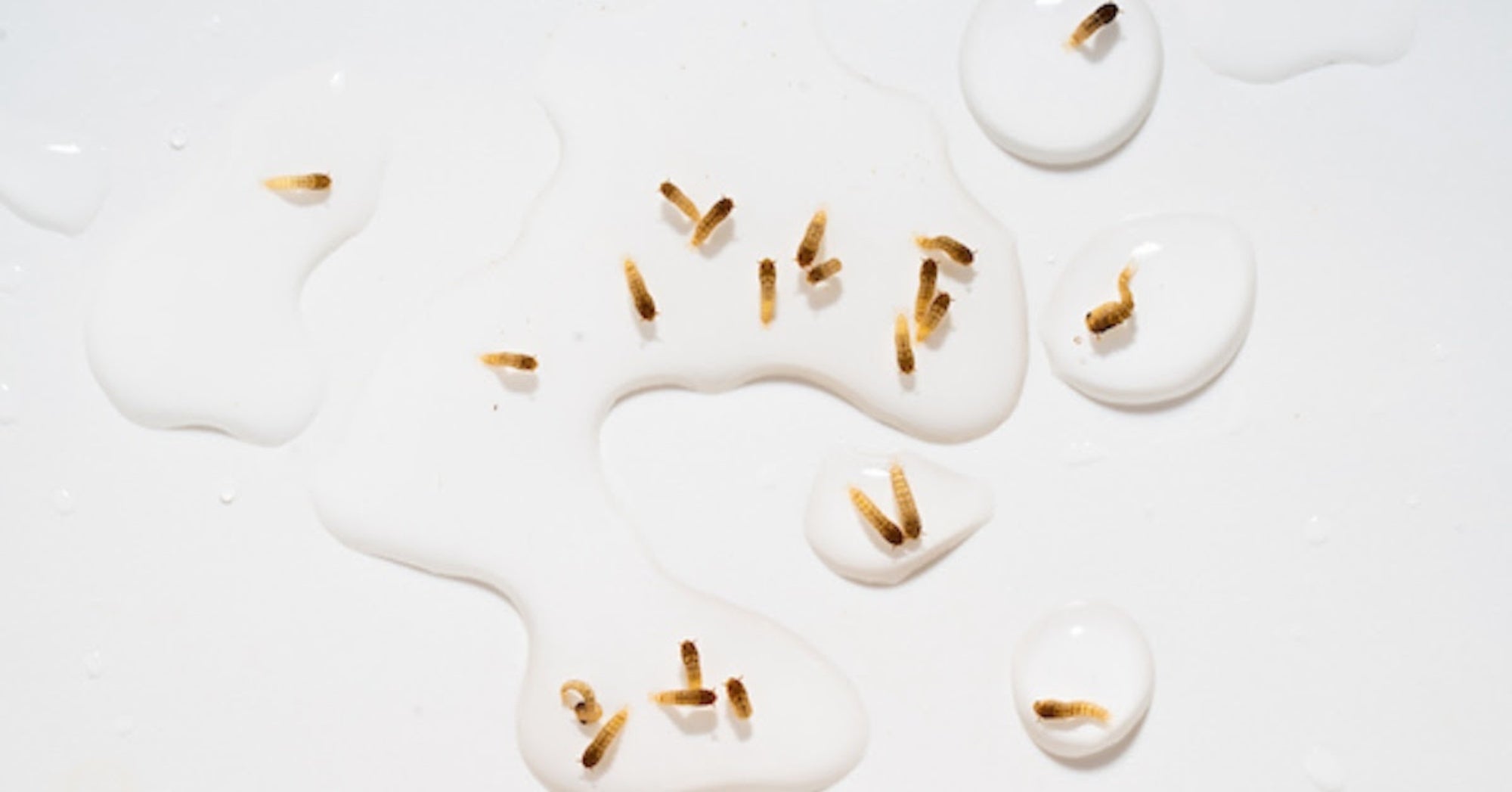 Mosquito Larvae