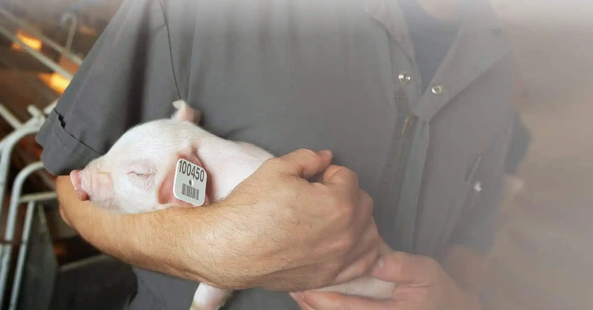Pig EID Tag