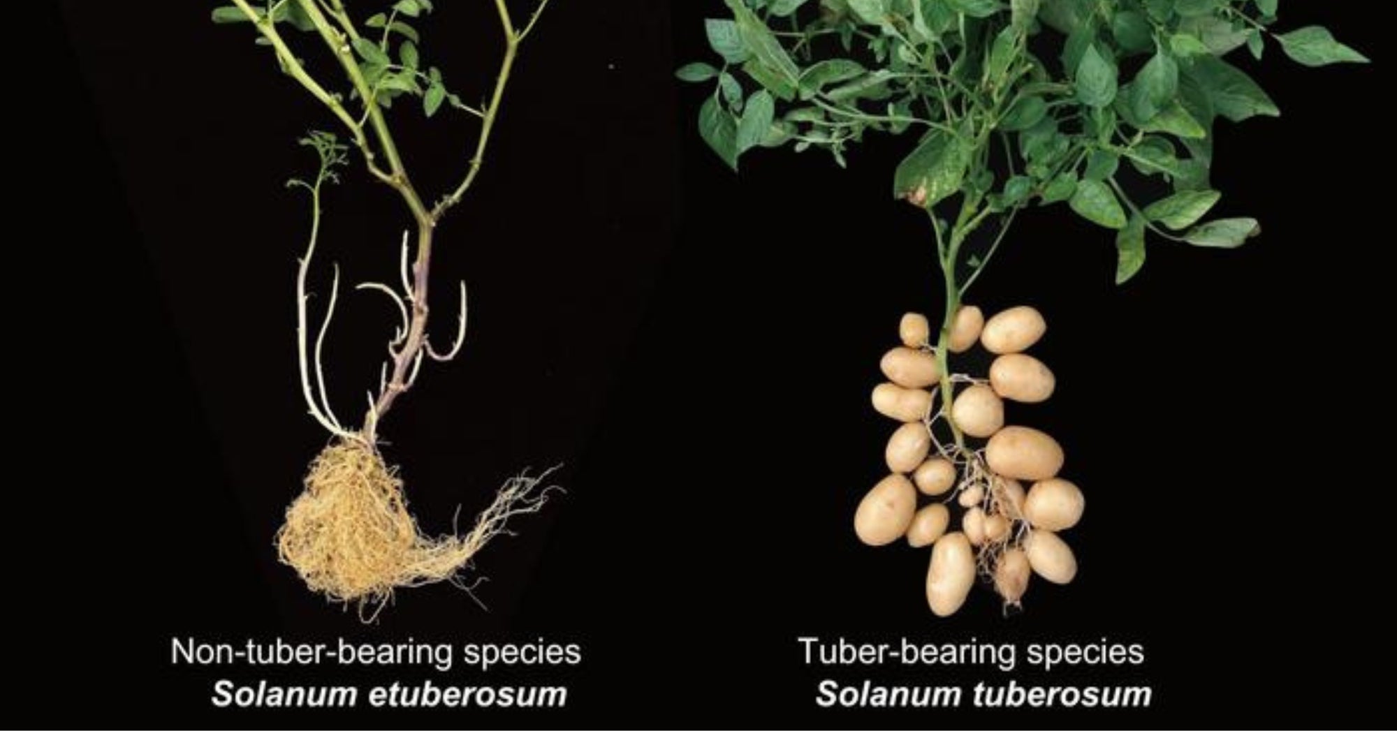 Tomato and Potato Plants