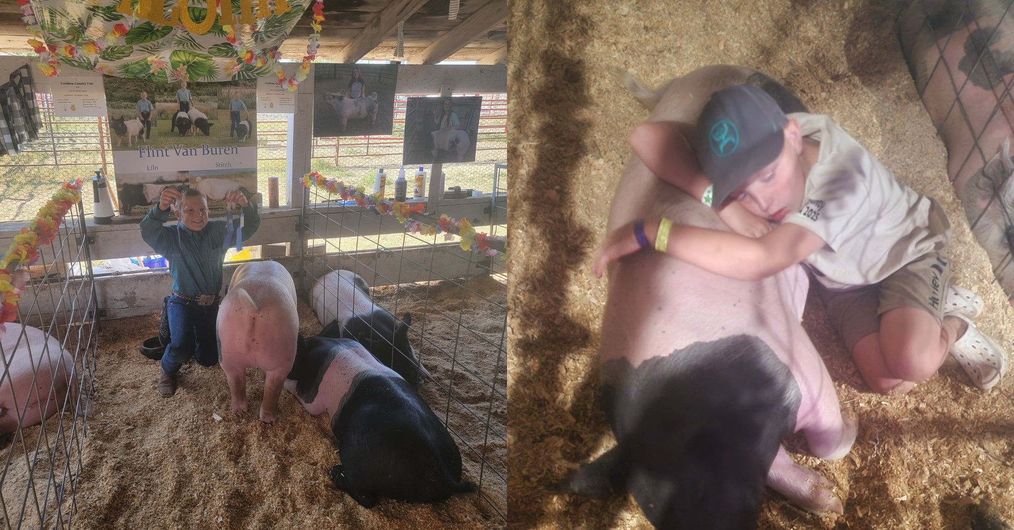 4-H Show Pig