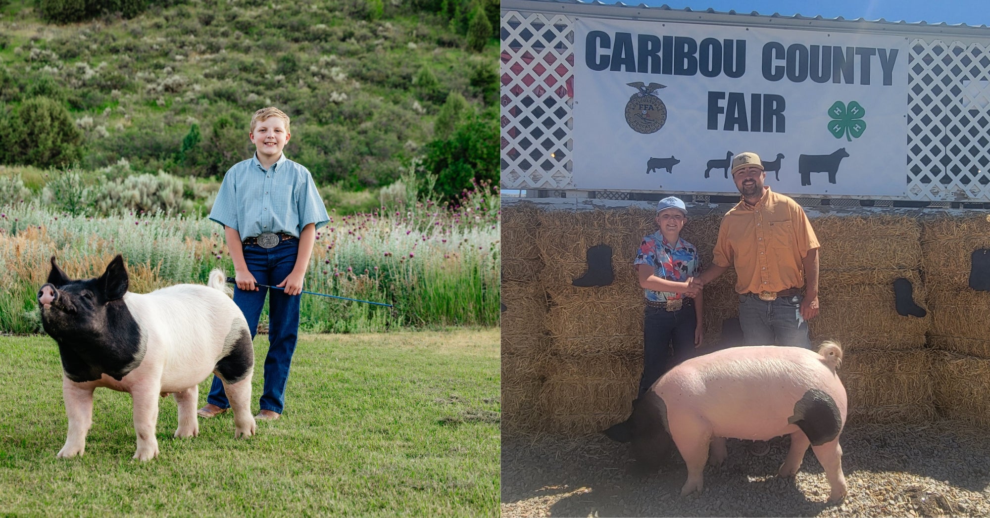 4-H Show Pig