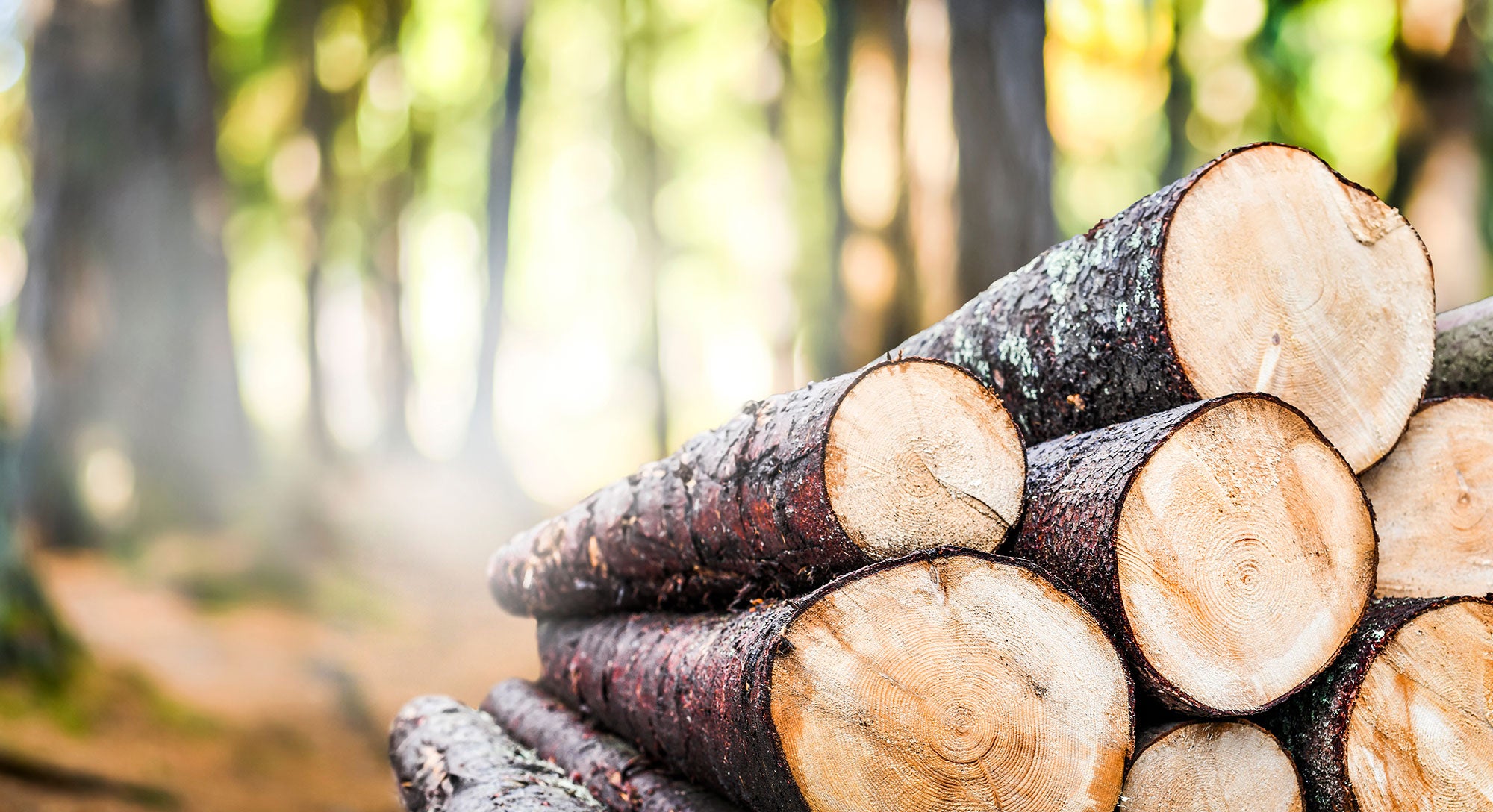 timber-logs-forest