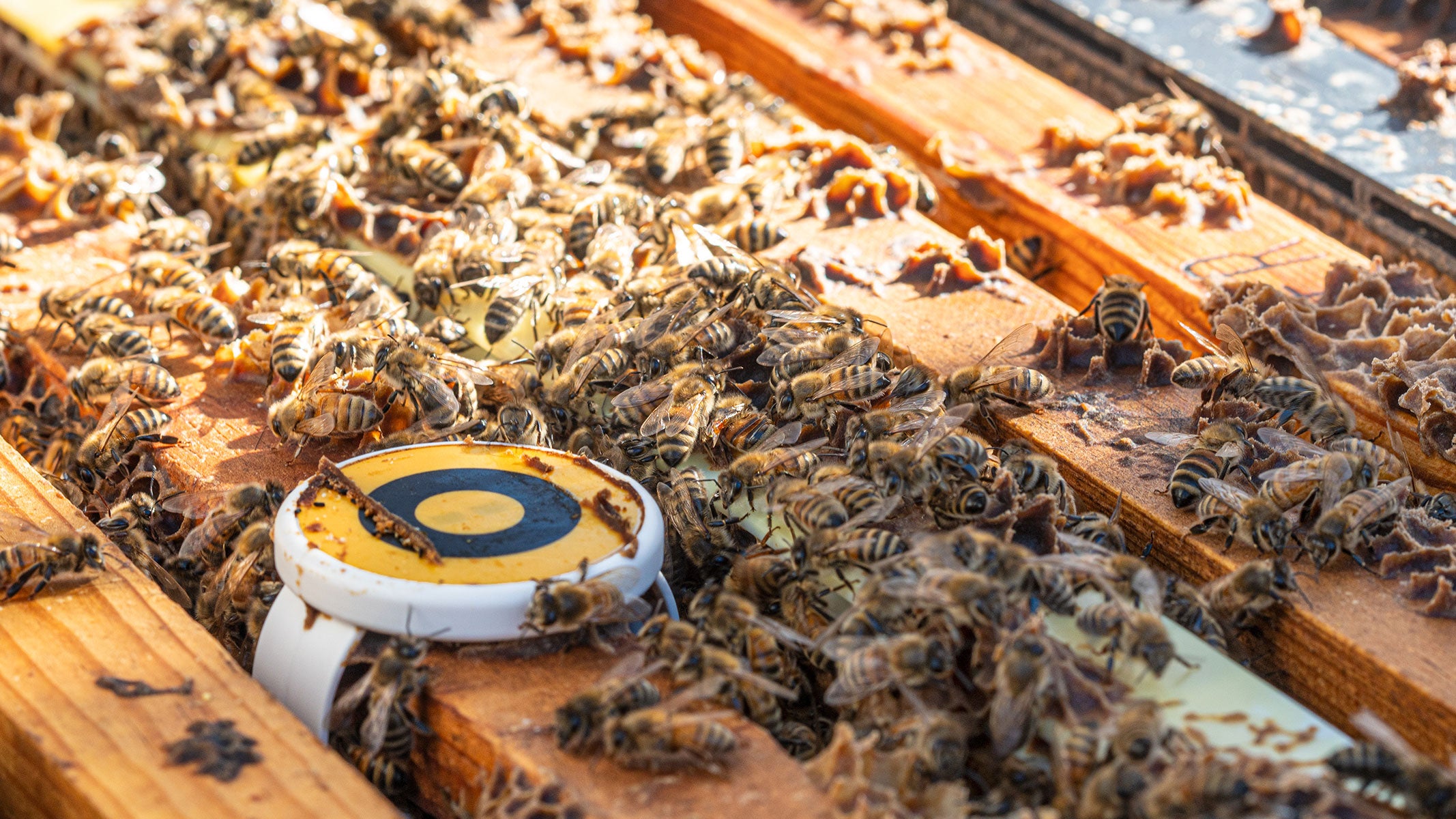 Beehero-hive-sensor