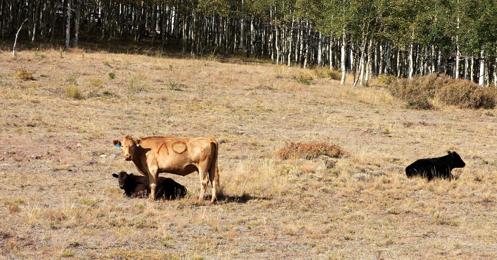 Cattle
