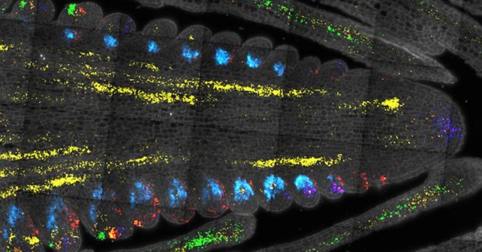 Stem Cell Corn
