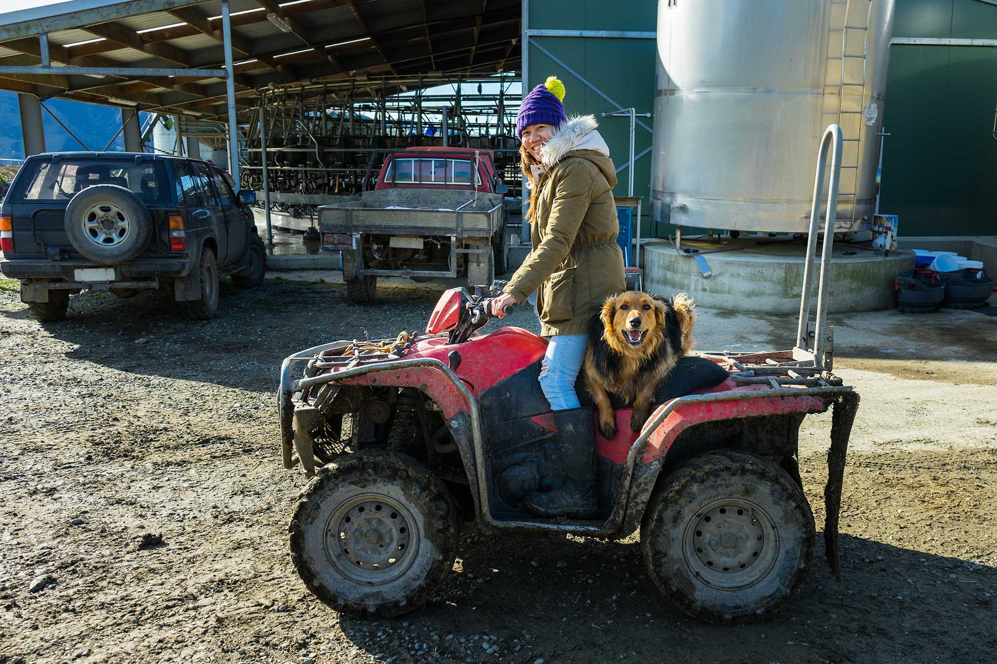 farm dog