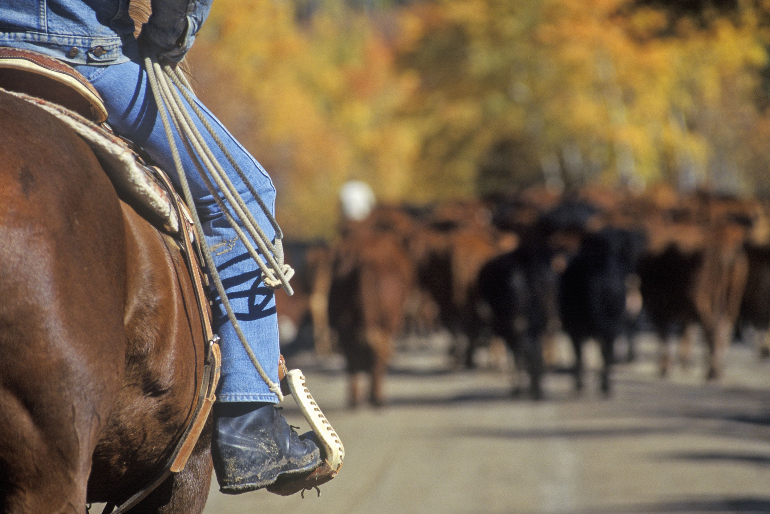 colorado-cattle-drive