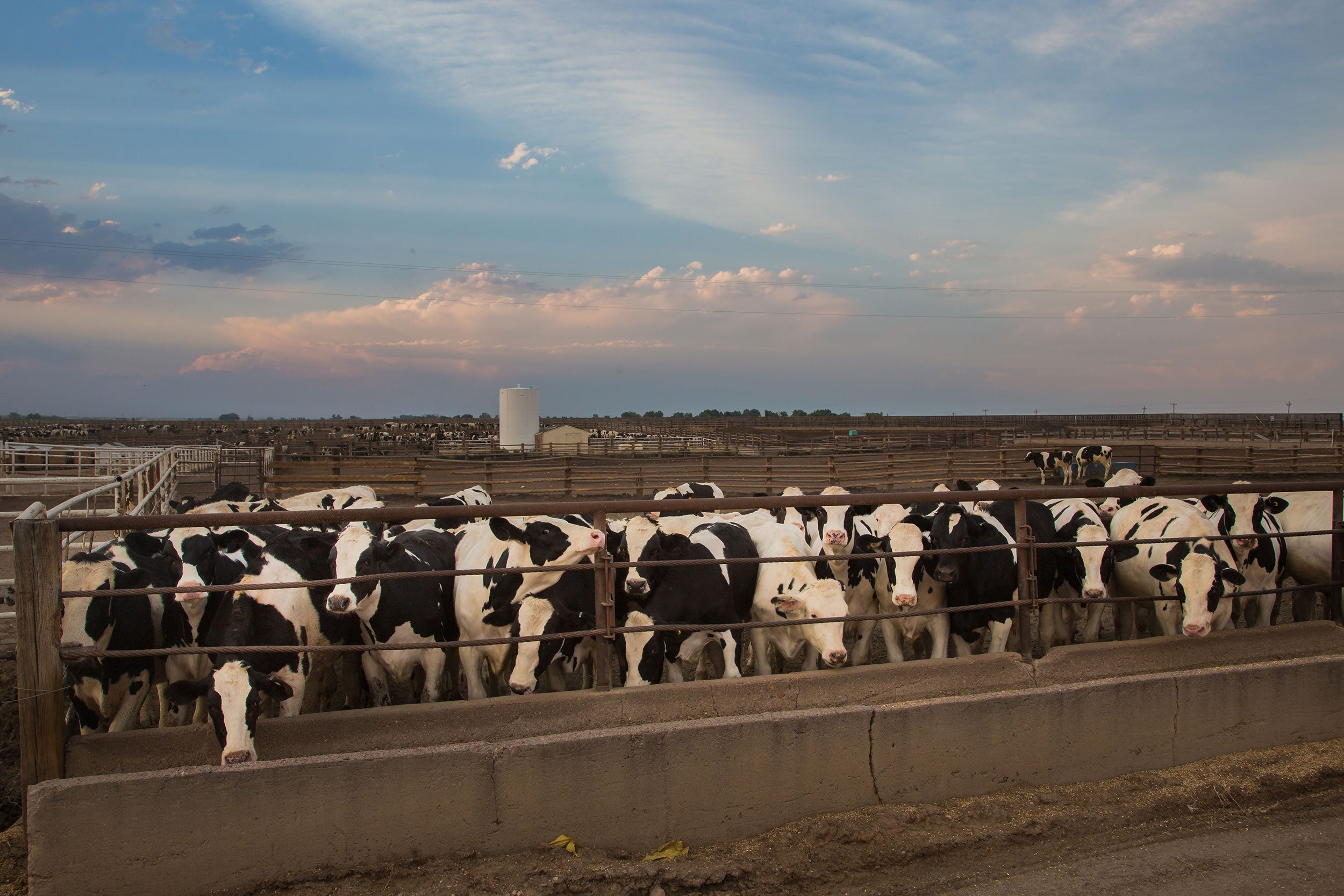 colorado-feedlot-cattle