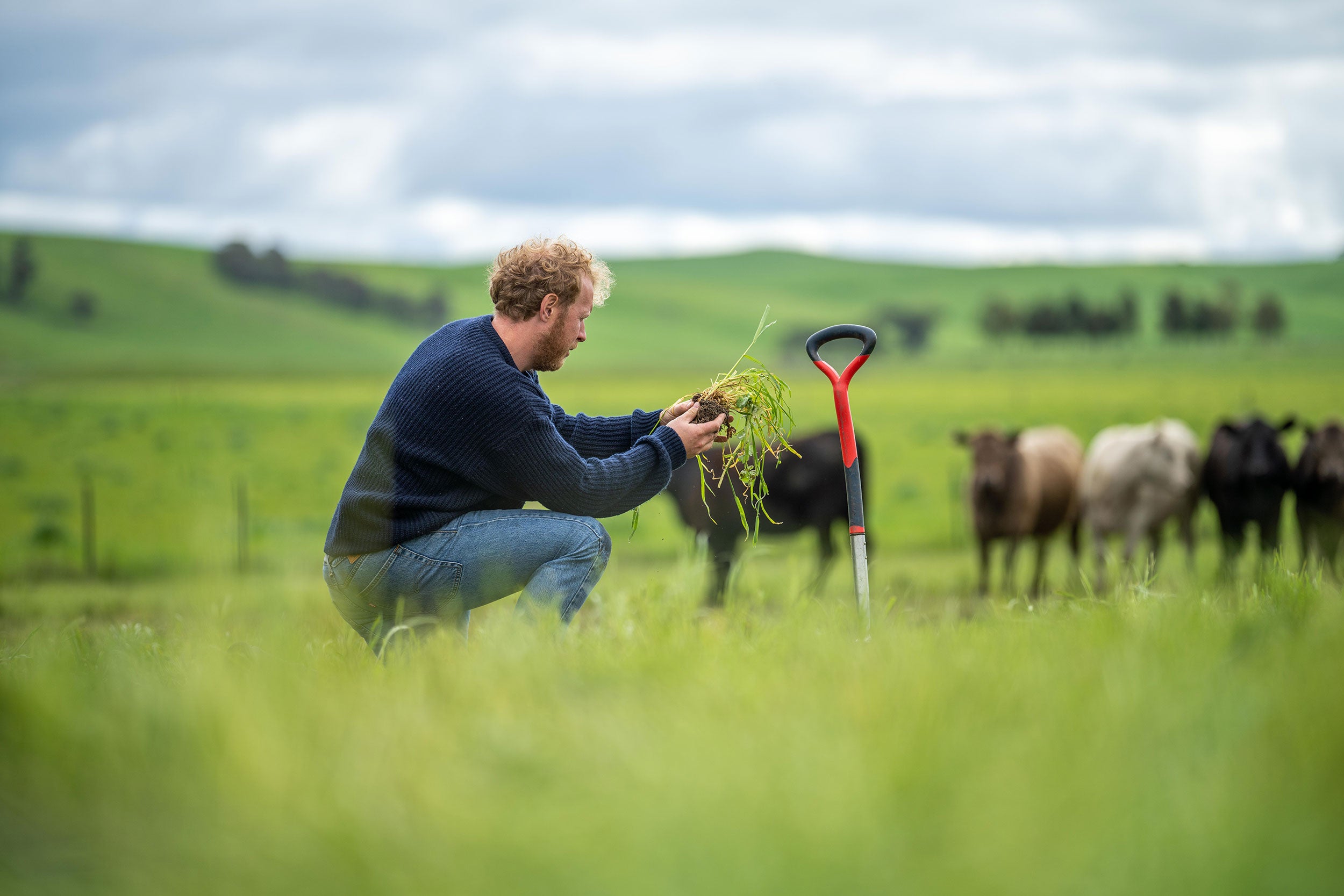 soil-sampling-cattle-operation
