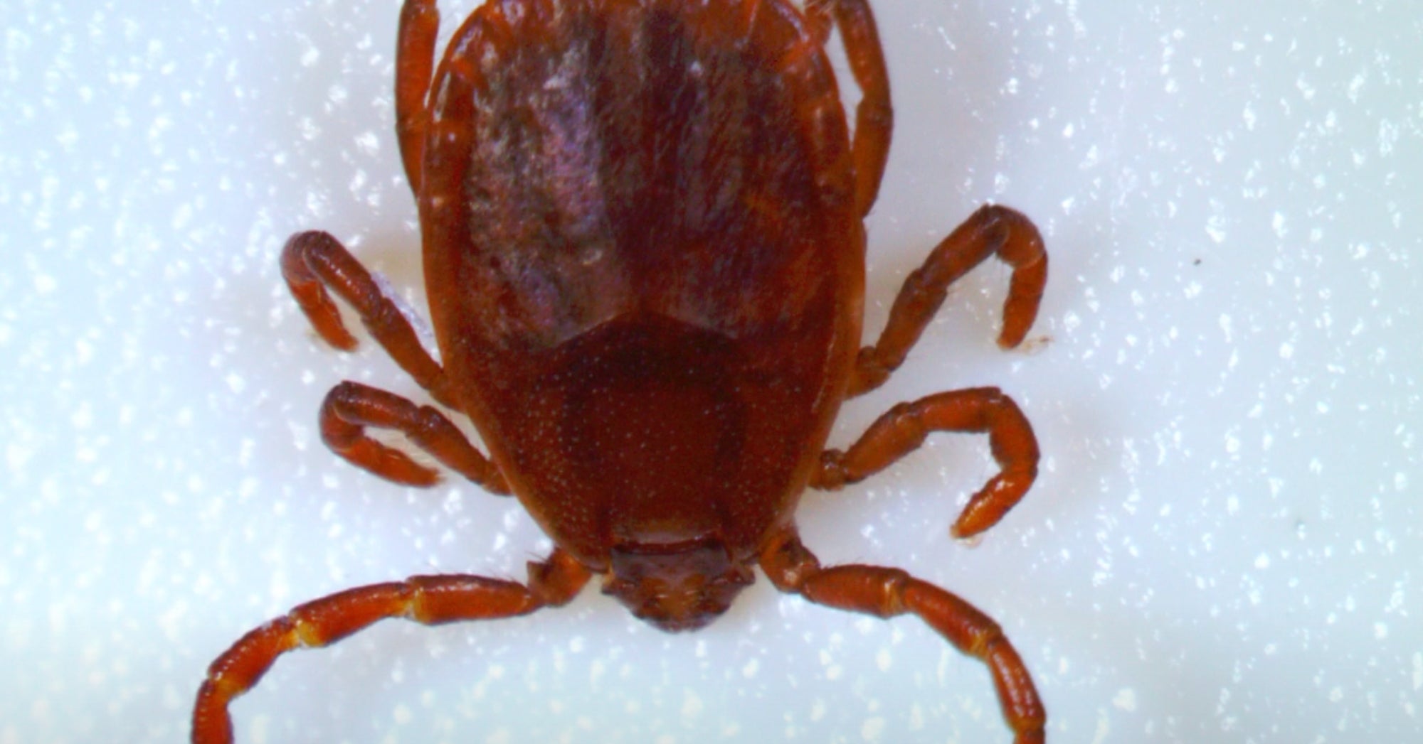 Asian Longhorned Tick