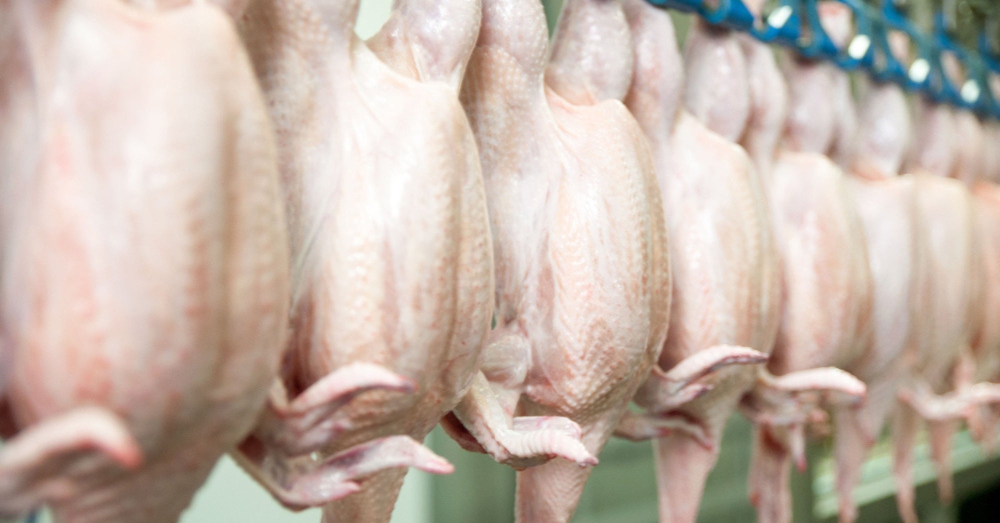 Poultry Plant
