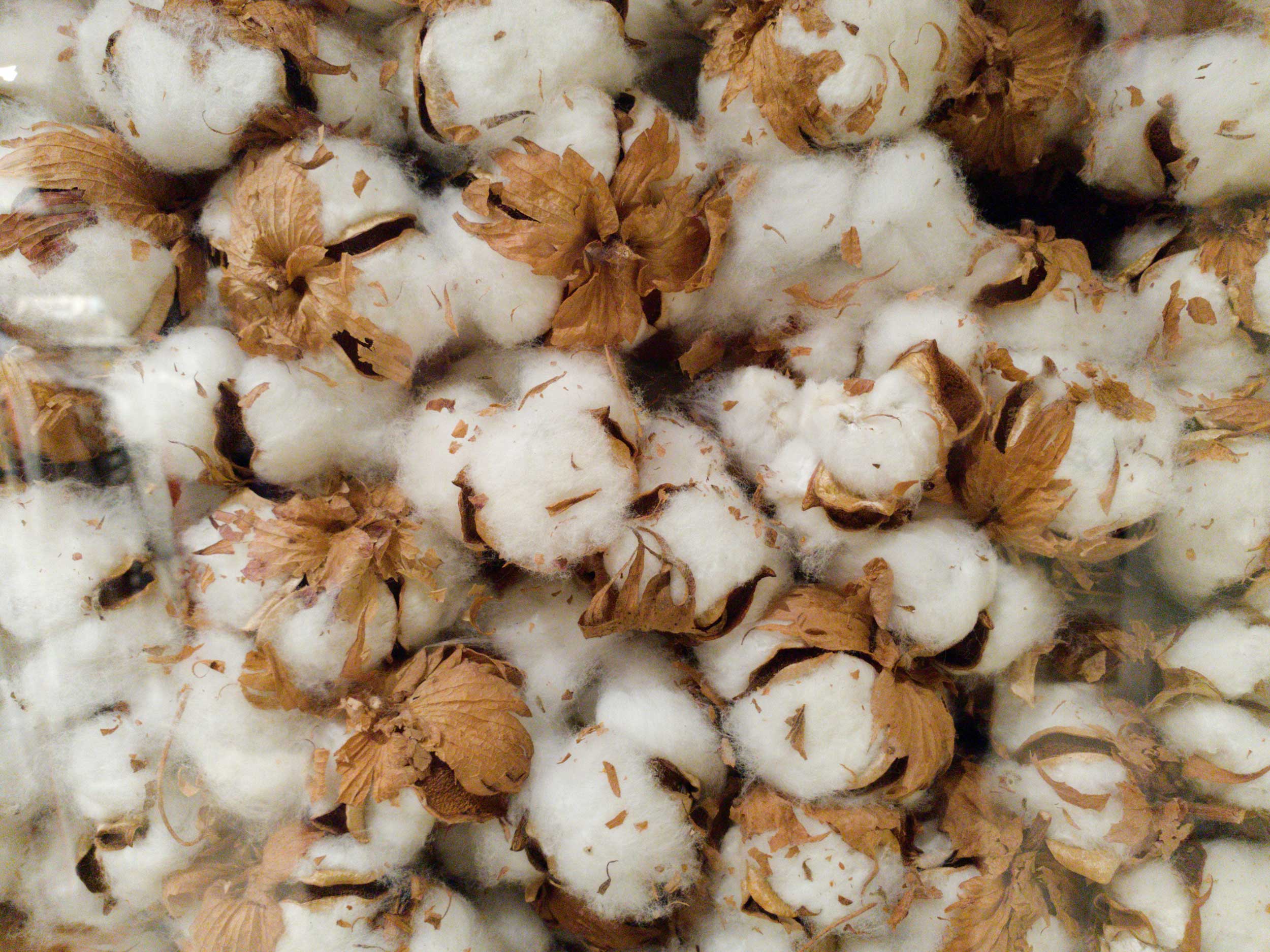 arizona-cotton-raw-form
