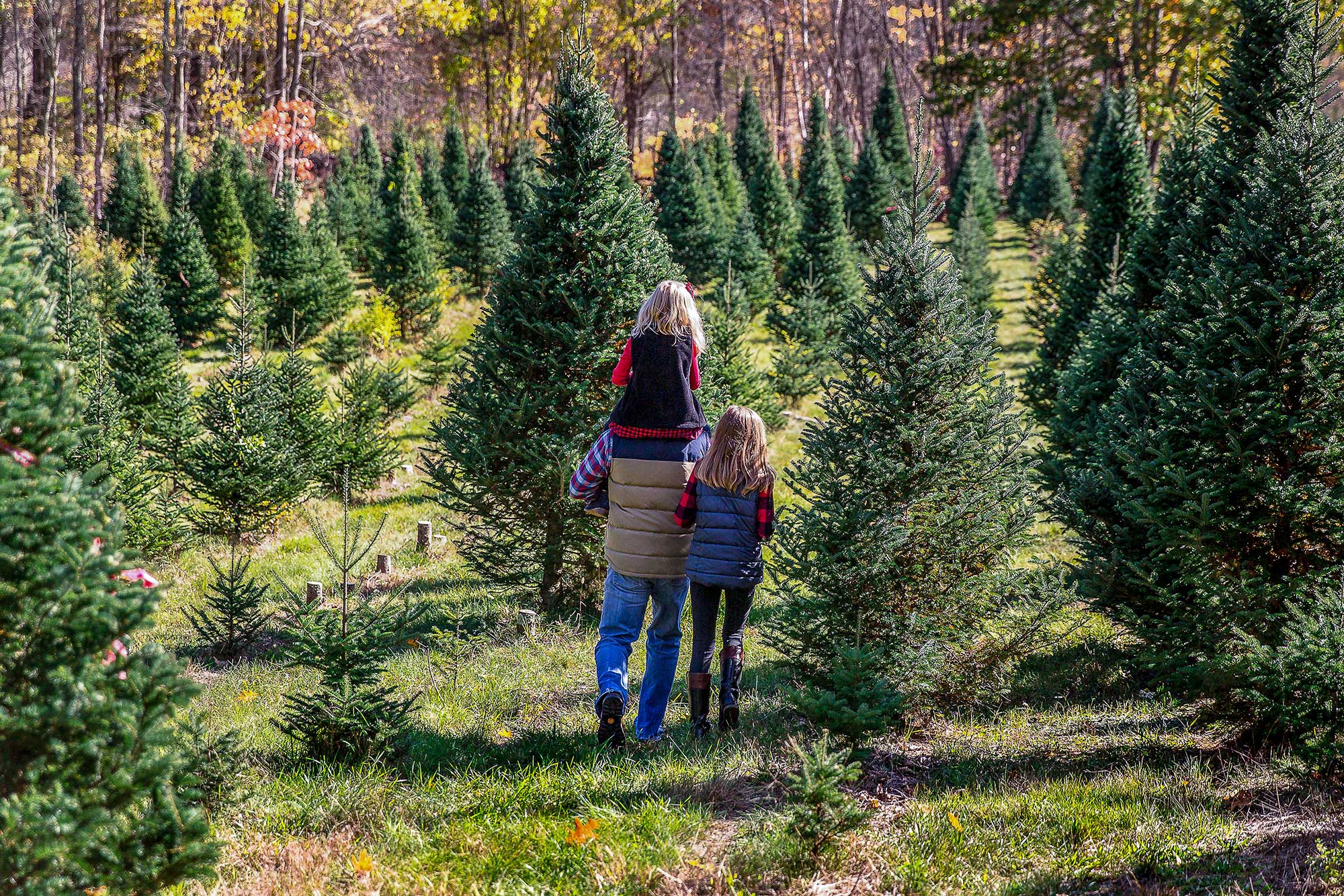real christmas tree