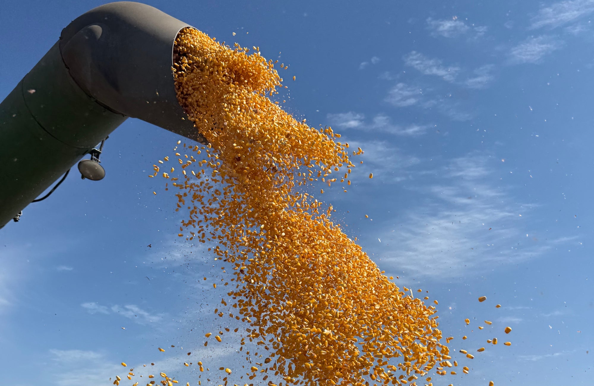 LG Seeds Corn