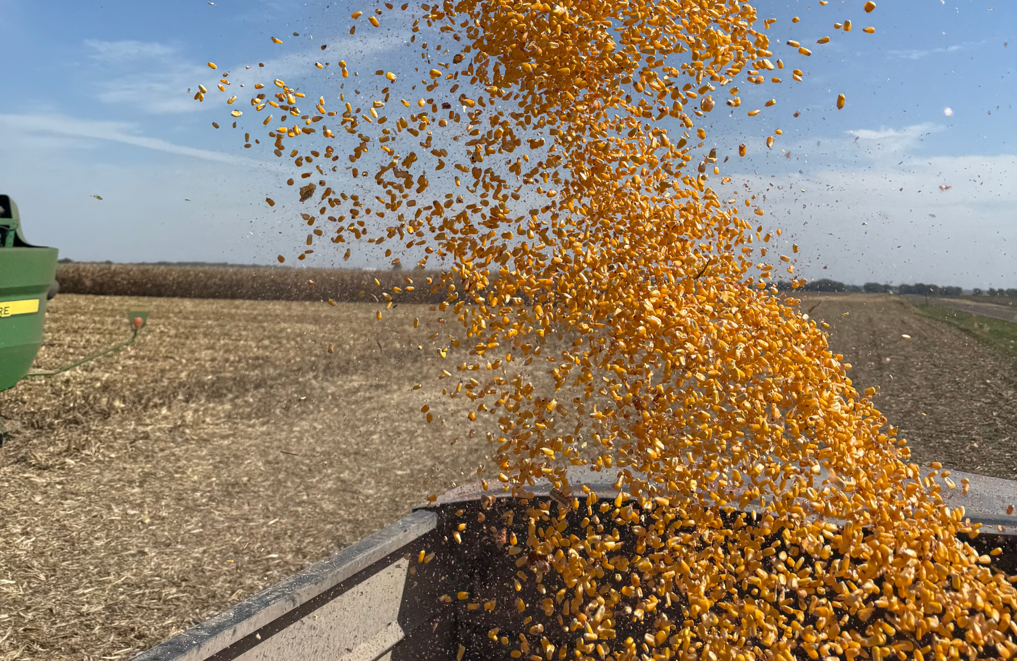 Corn