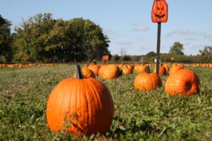 AFBF: Jack-O’-lanterns light up a $274M market