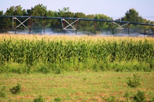 Kansas Research Explores ‘Legacy Effects’ of Soil Microbes on Plants