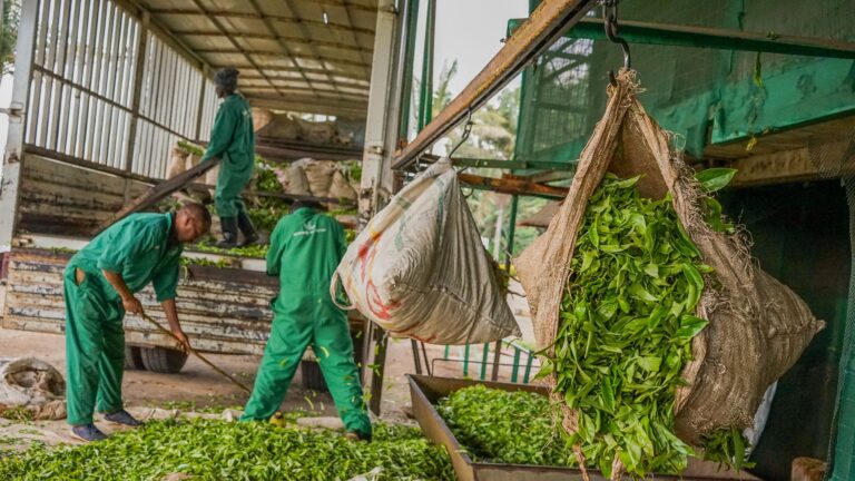 Kenya a Hub for America’s Top Morning Brews