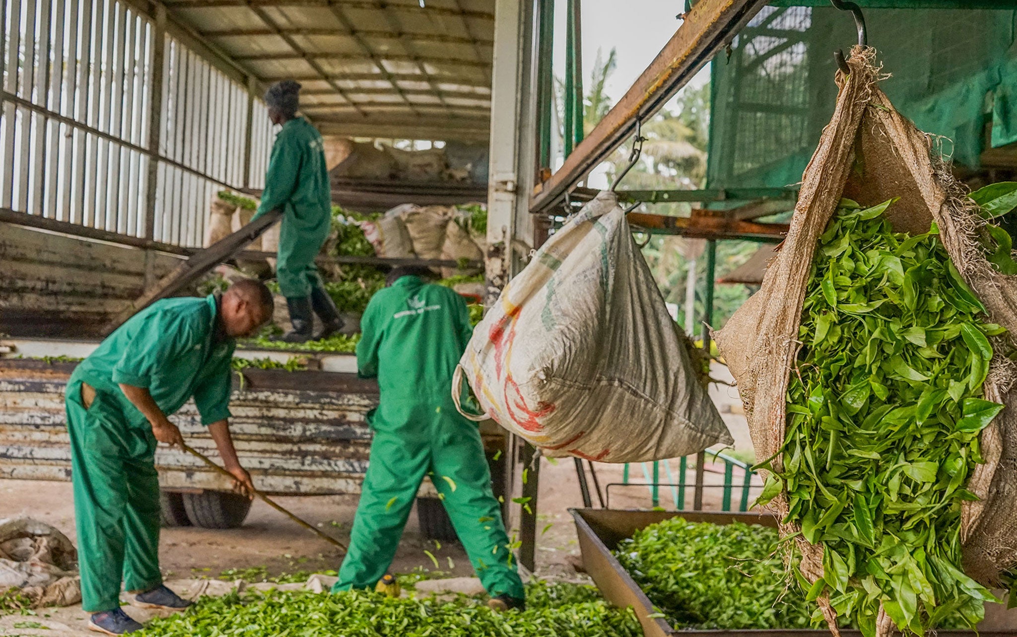 kenyan-coffee-harvest-agriculture-new