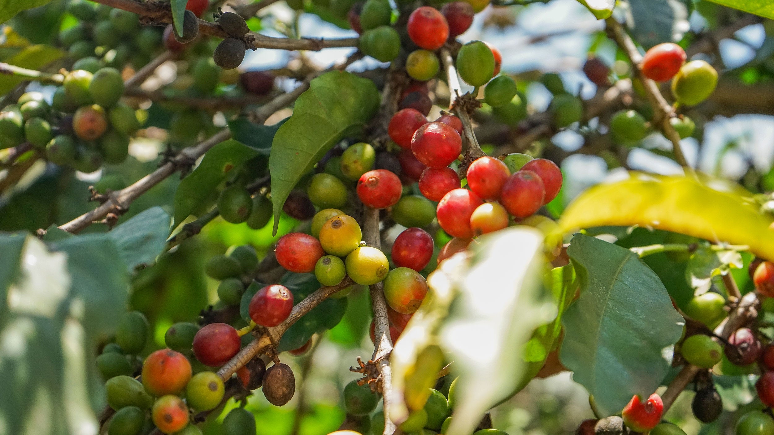 kenyan-coffee-trees-agriculture