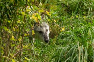Op-Ed: End the nightmare, put Wis. in charge of the wolf