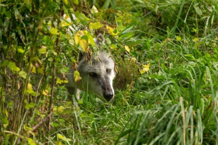 Op-Ed: End the nightmare, put Wis. in charge of the wolf