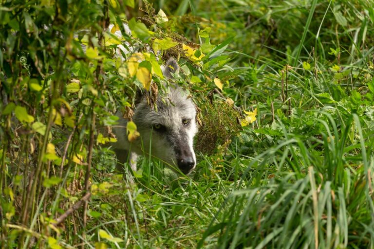 Op-Ed: End the nightmare, put Wis. in charge of the wolf