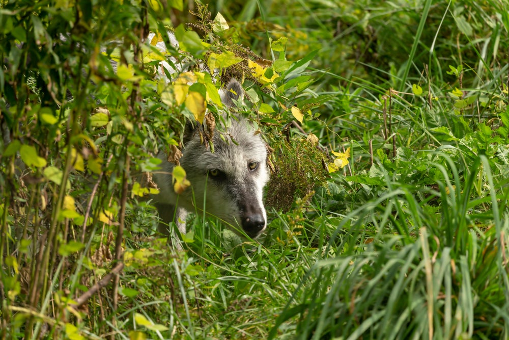 Op-Ed: End the nightmare, put Wis. in charge of the wolf