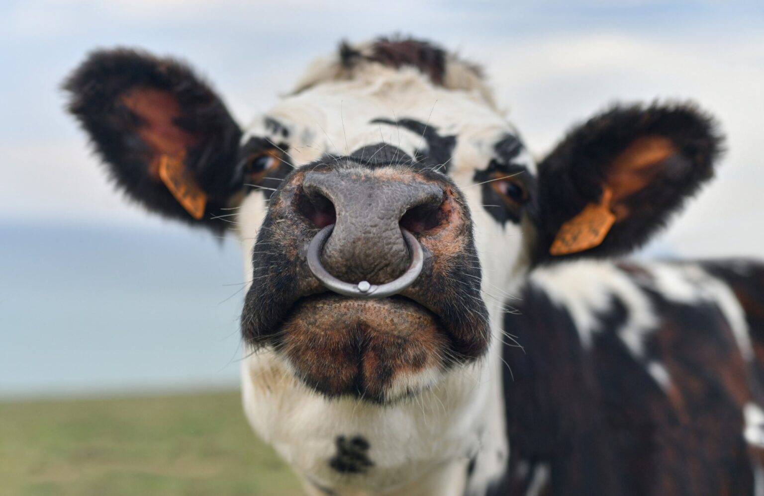 TikTok Turns Bull Nose Rings into 2025 Fashion Trend