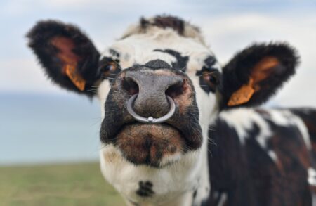 TikTok Turns Bull Nose Rings into 2025 Fashion Trend