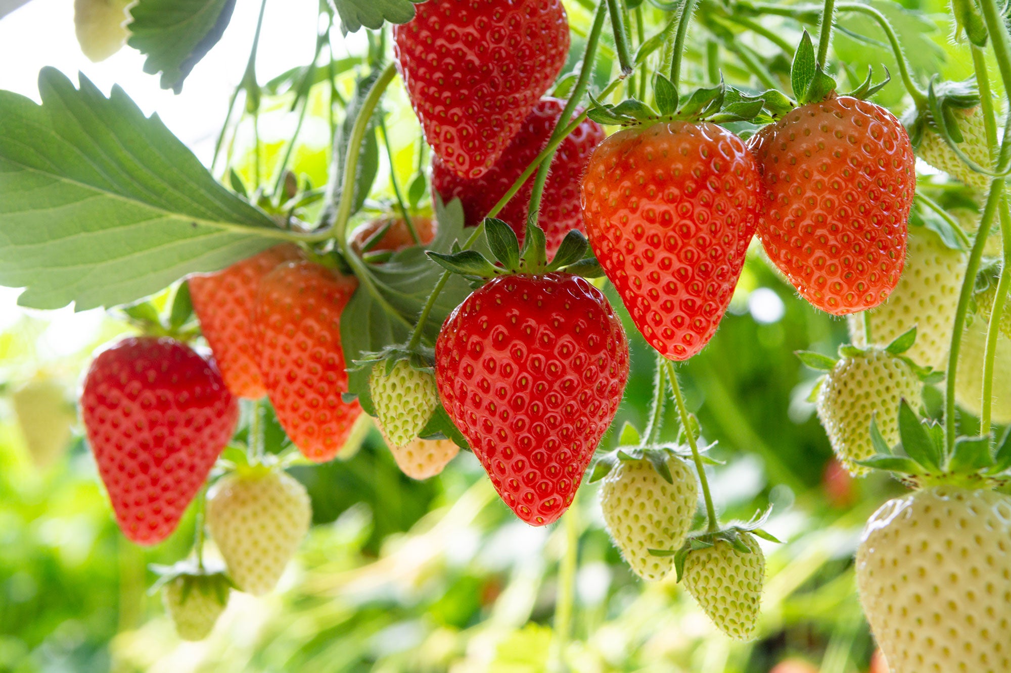 strawberries-ripe