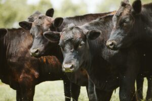 Political Promises Collide with Cattle-Cycle Reality and Forecast