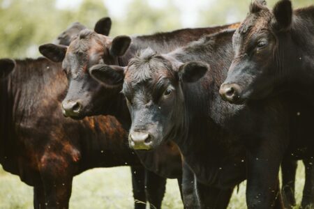Political Promises Collide with Cattle-Cycle Reality and Forecast