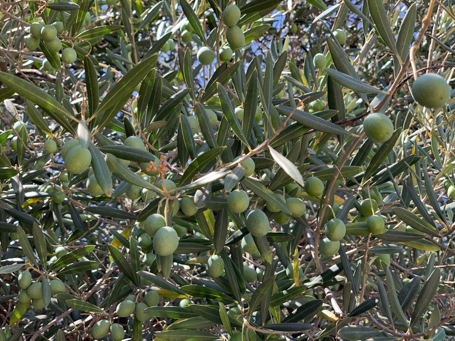 Very Dense Olive Orchards Thrive on Less Fertilizer, Research Finds