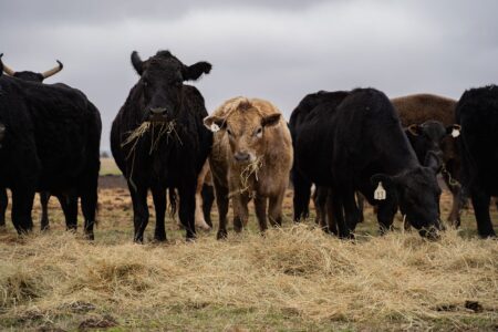 S.D. Lawmaker Proposes 10-Year Ban on Lab-Grown Meat