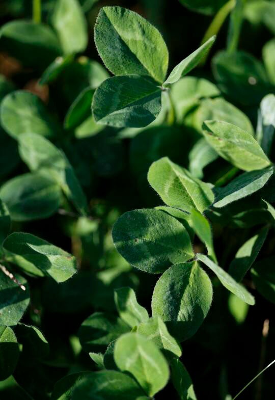 cover-cropping-american-farmers-Clover