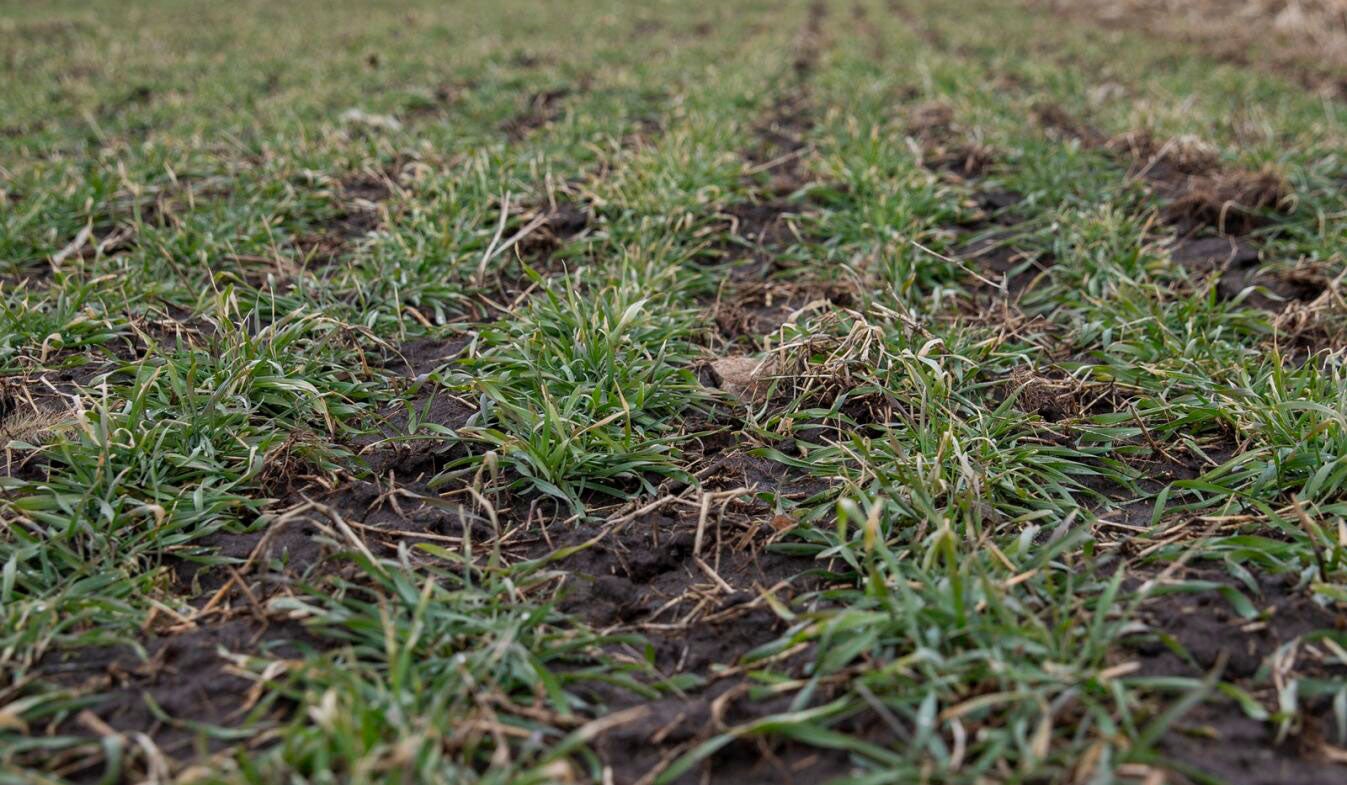 cover-cropping-american-farmers-Rye