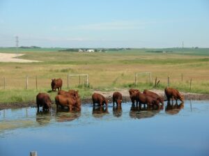 Texas Ag Boss calls for Heifer Tax Credits to Build Herd