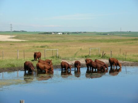 Texas Ag Boss calls for Heifer Tax Credits to Build Herd