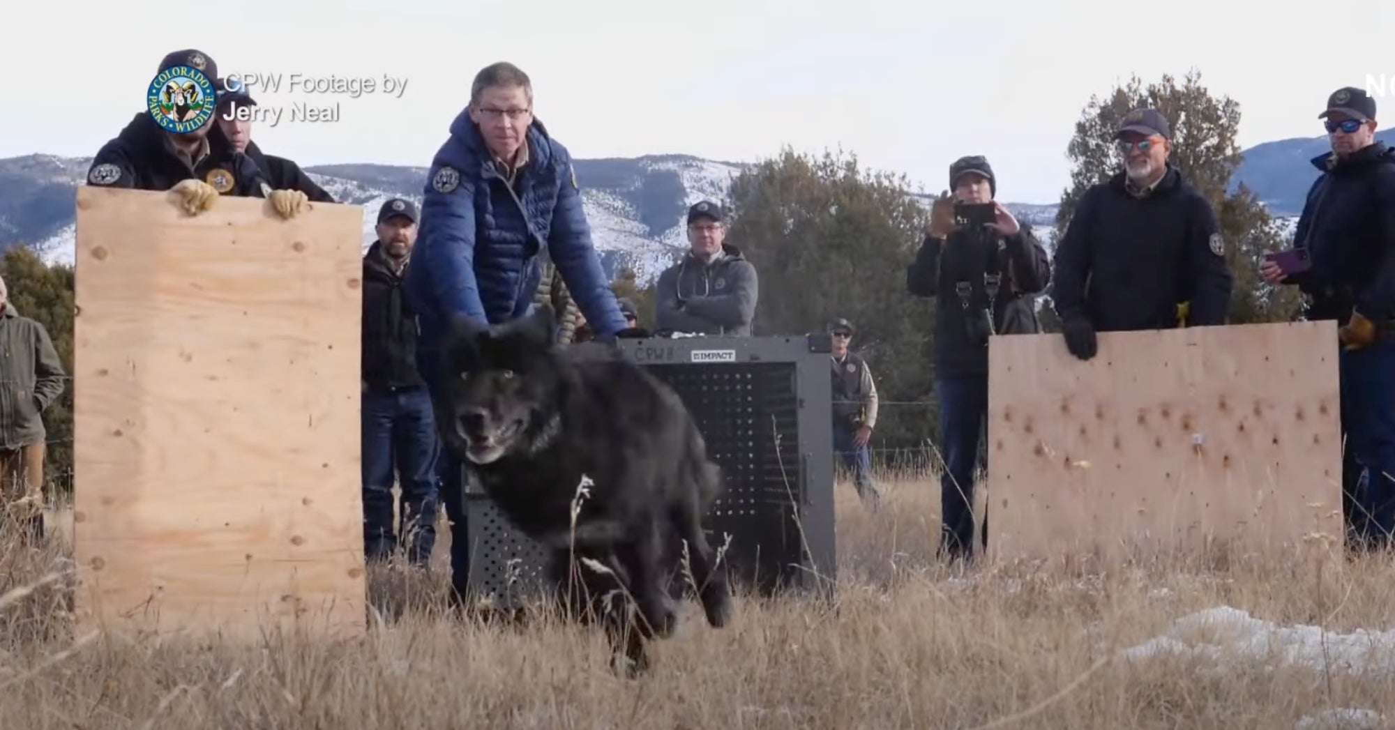 Colorado Wolf Reintroductions