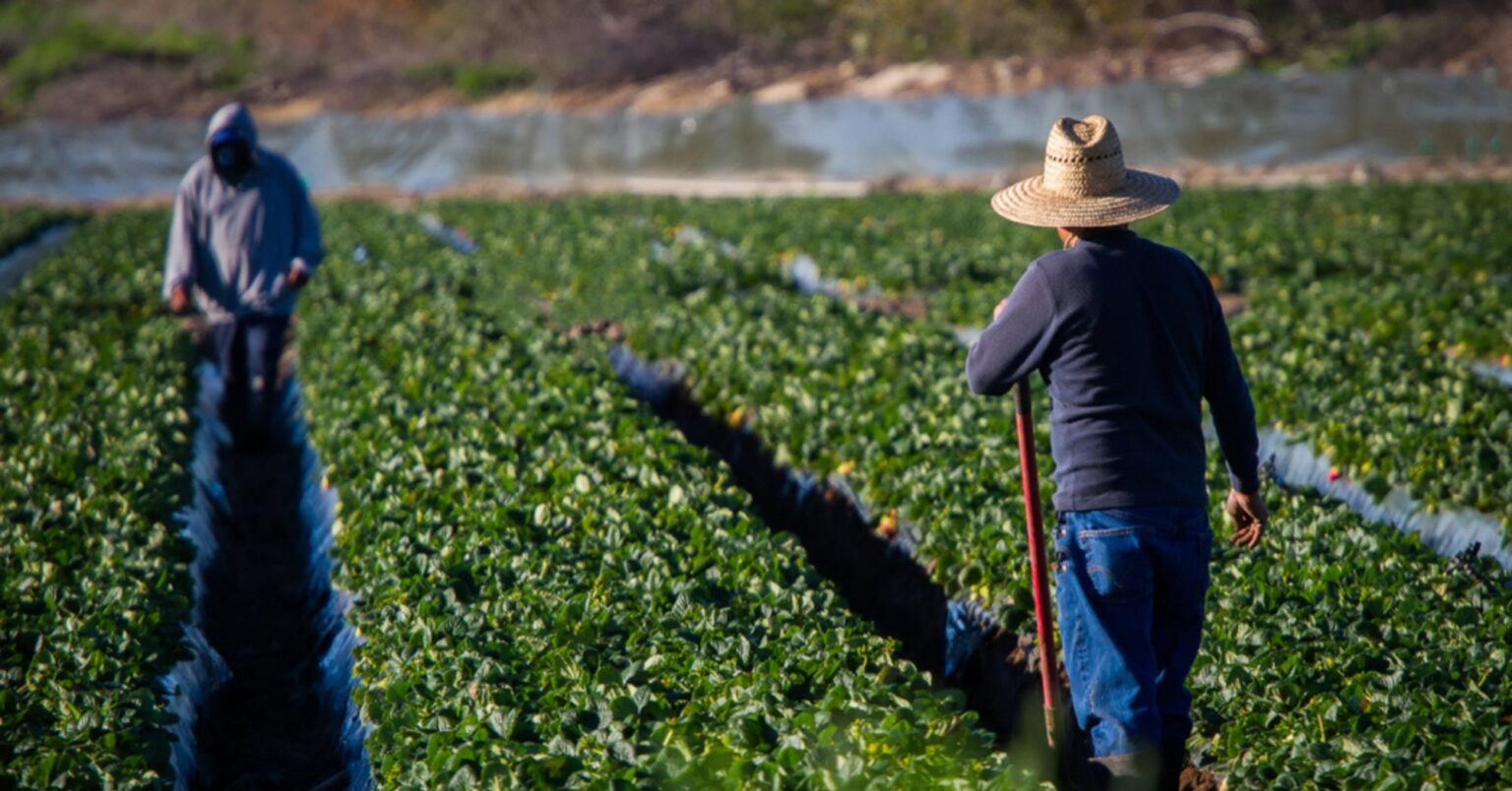 Ag Labor Shortages Cause Higher Food Prices, Study Finds Ag Labor Shortages Cause Higher Food Prices, Study Finds