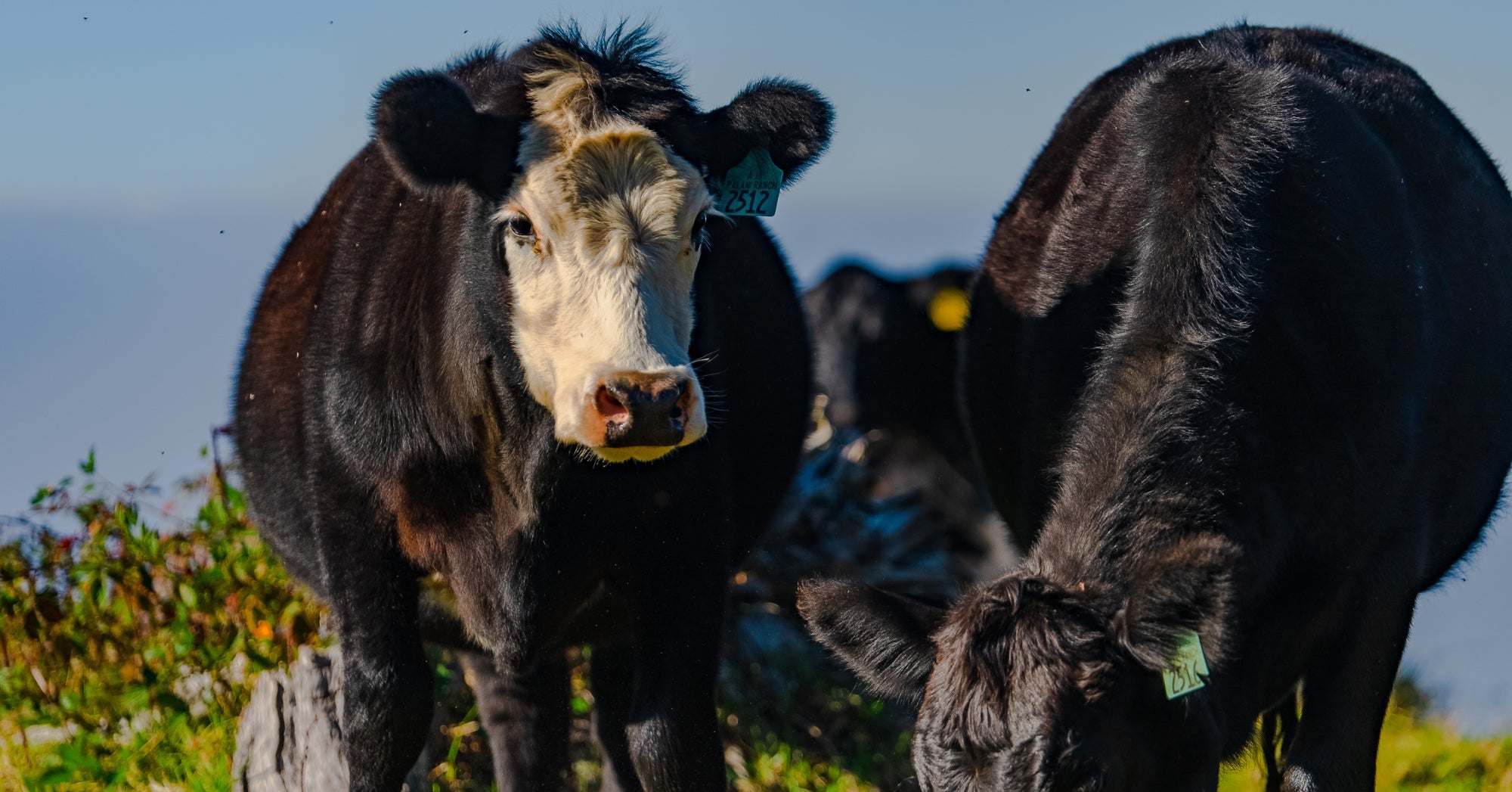 Cattle Methane Emissions